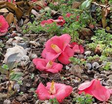 동백꽃이 떨어지는 시기