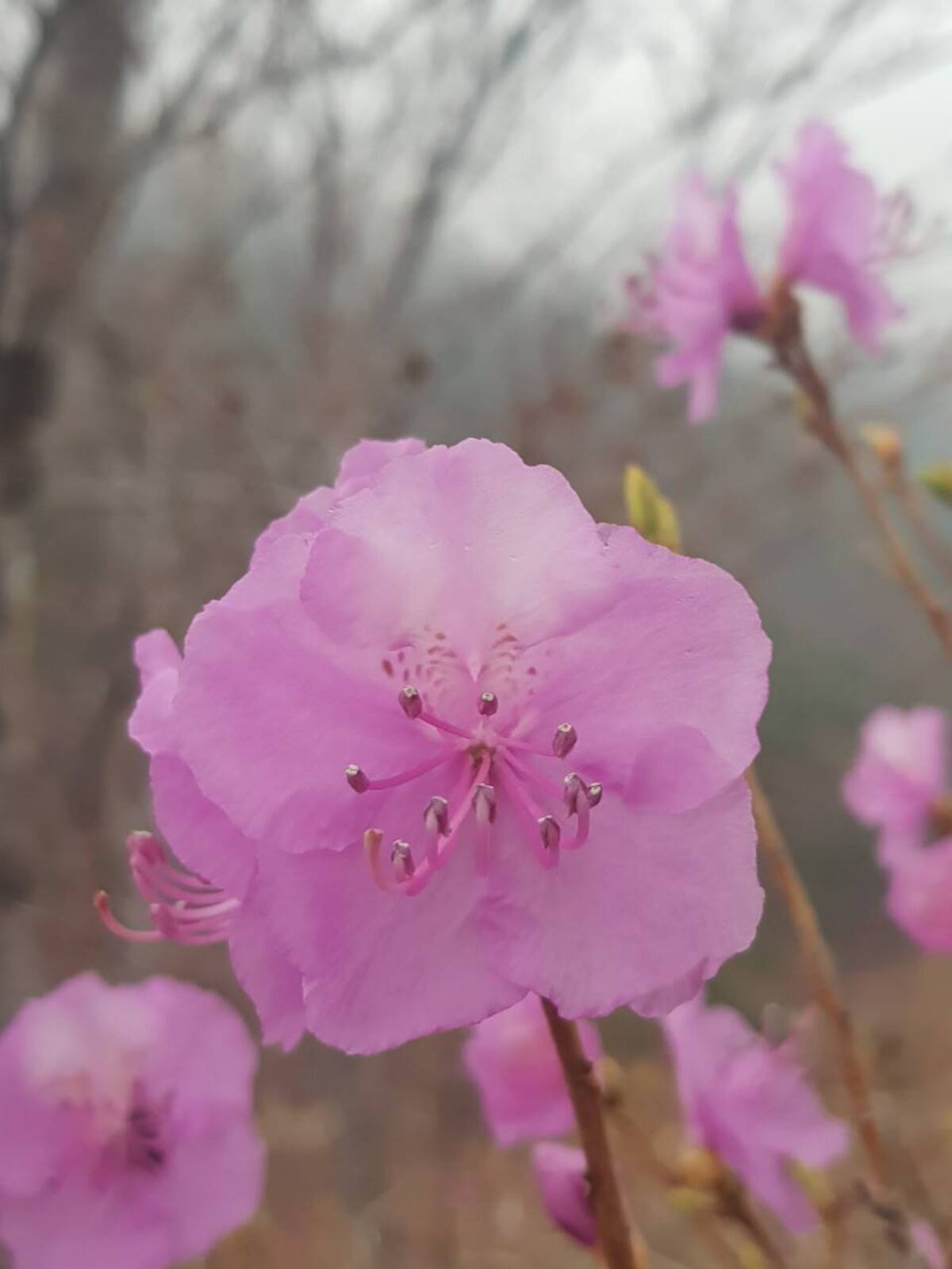 2022. 3. 25. 진달래 개화현황