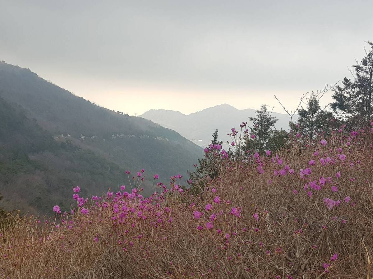 2022. 3. 25. 진달래 개화현황