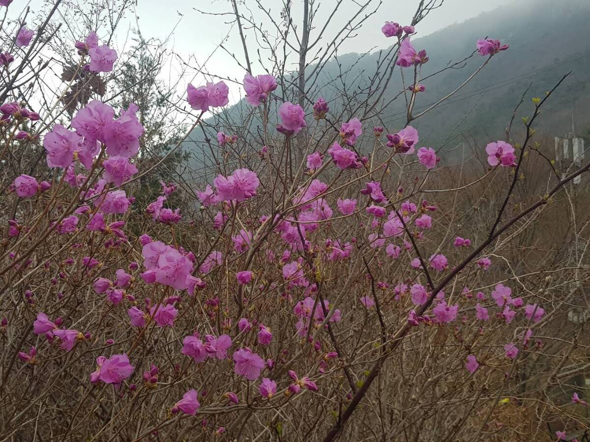 2022. 3. 25. 진달래 개화현황