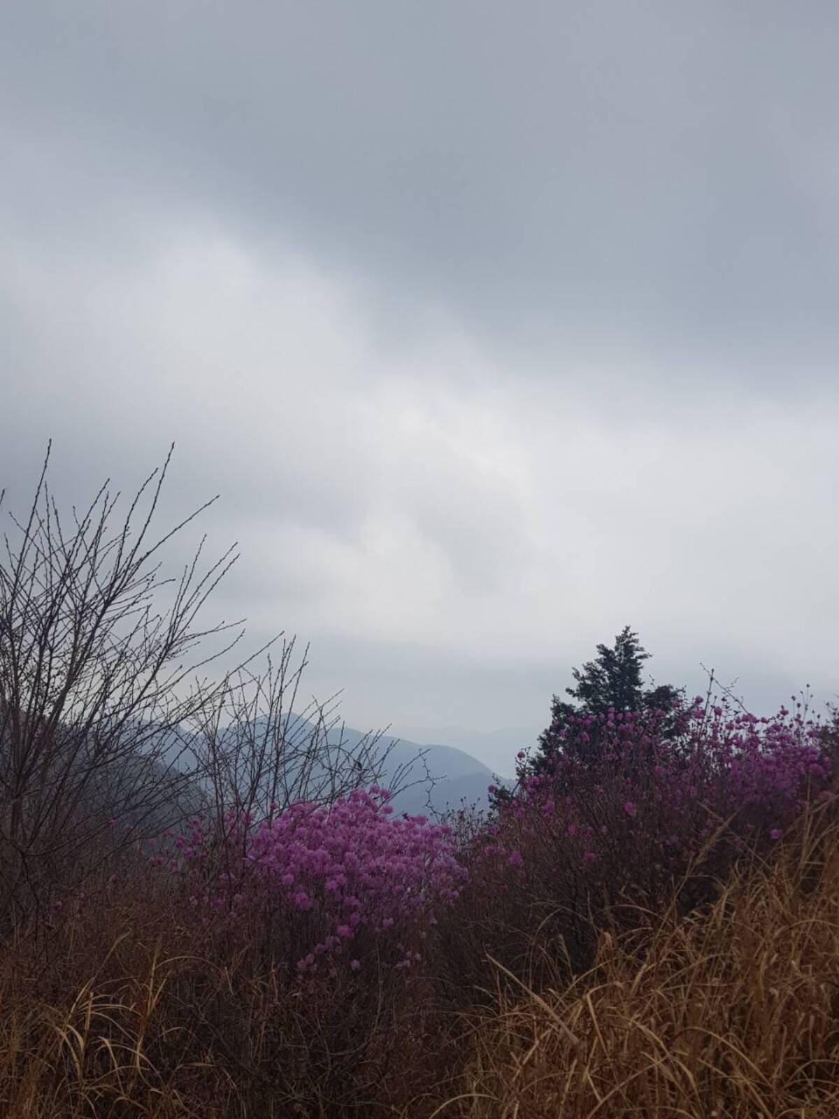 2022. 3. 25. 진달래 개화현황