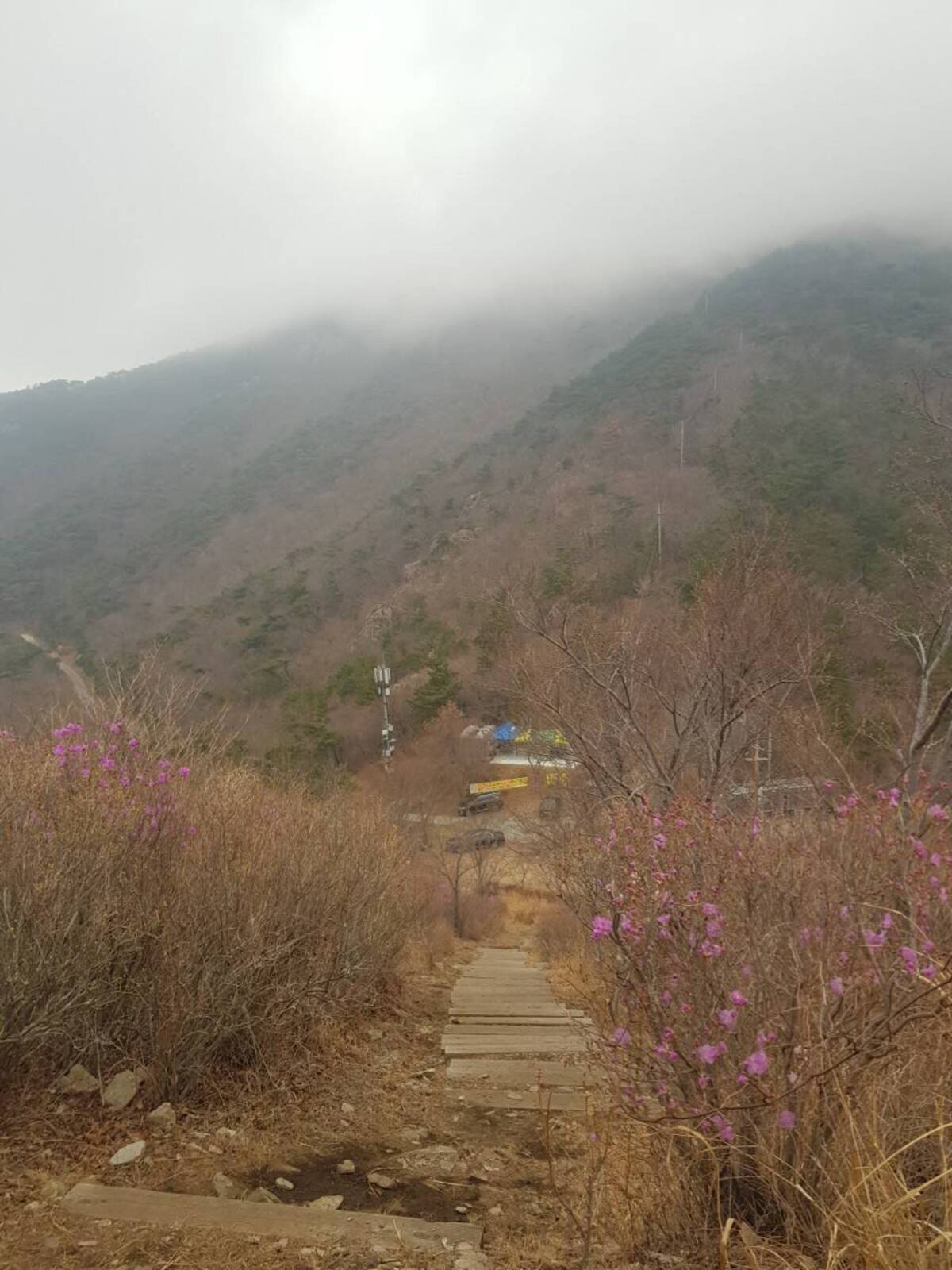 2022. 3. 25. 진달래 개화현황