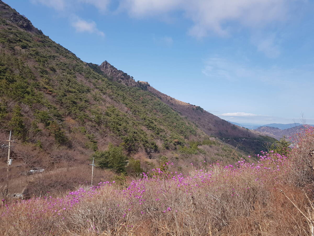 진달래 개화상황