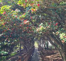 3월 29일 오동도 동백꽃