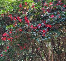 3월 29일 오동도 동백꽃