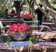 3월 29일 오동도 동백꽃