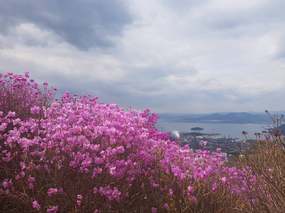 진달래 개화현황