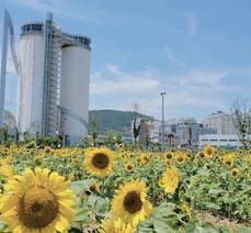 스카이타워와 해바라기