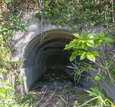 5박 6일간의 거문도여행 