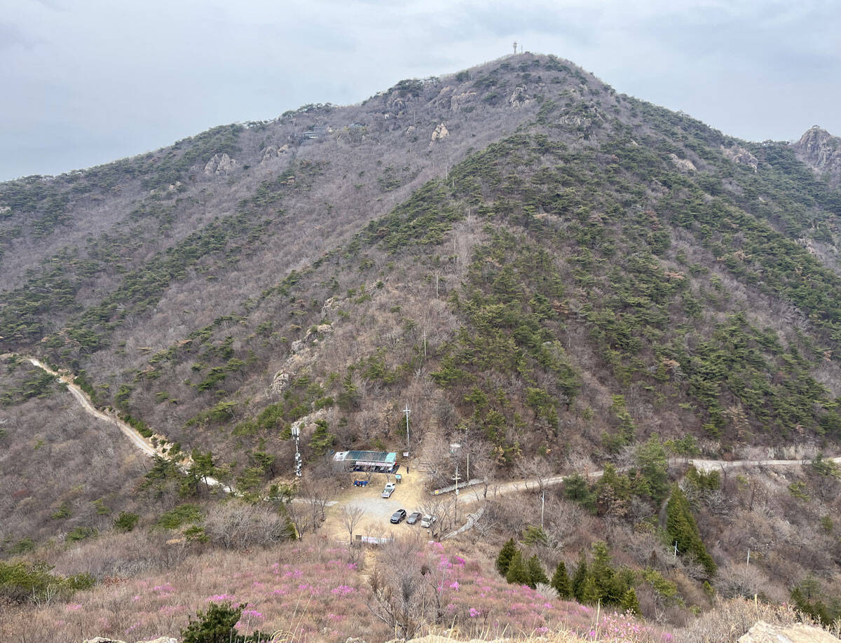 2023년 3월 14일 진달래 개화현황