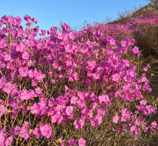 2023년 3월 26일 진달래 개화현황