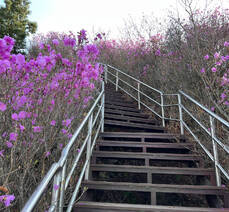 2023년 3월 26일 진달래 개화현황