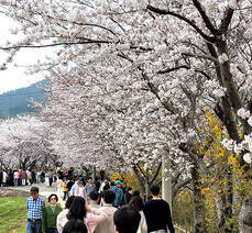 돌산도 승월마을 벚꽃