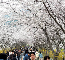 돌산도 승월마을 벚꽃