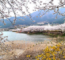 돌산도 승월마을 벚꽃