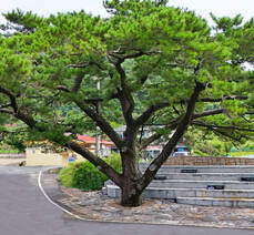 금오도 직포 소나무