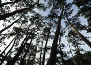 방죽포해수욕장 해송