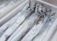 거문도 은빛갈치