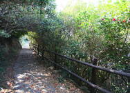 거문도 등대 가는 길