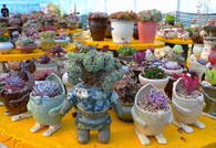 서틀러 옹기 다육(서틀러영농조합법인/다육식물원)의 4번째 이미지