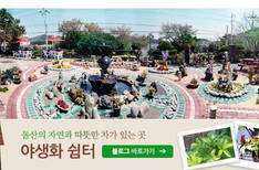 풀잎사랑(야생화)의 1번째 이미지