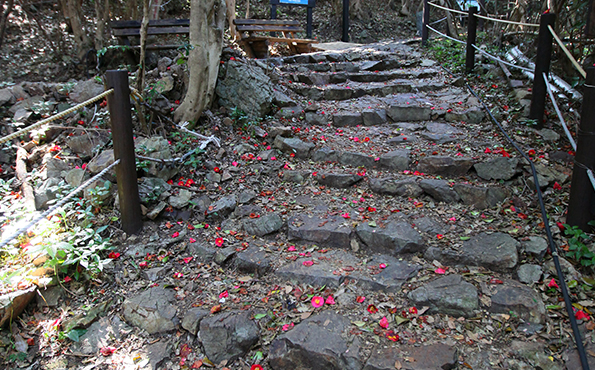 동백터널숲 돌계단