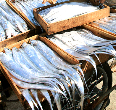 거문도 은빛갈치