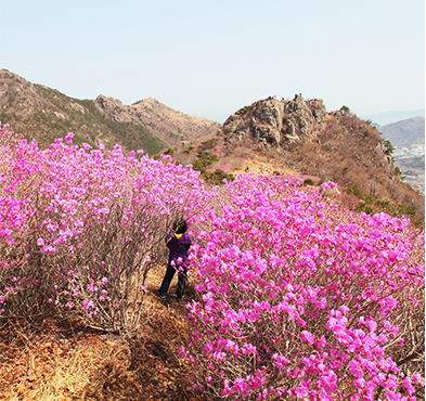 흐드러지게 피어있는 진달래꽃 사이에서 사진을 찍고 있는 여자