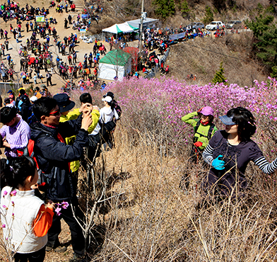 진달래와 사진 찍는 모습