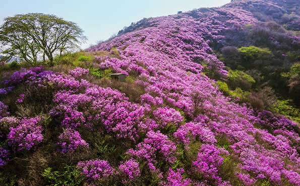 정상에서 본 진달래와 풍경