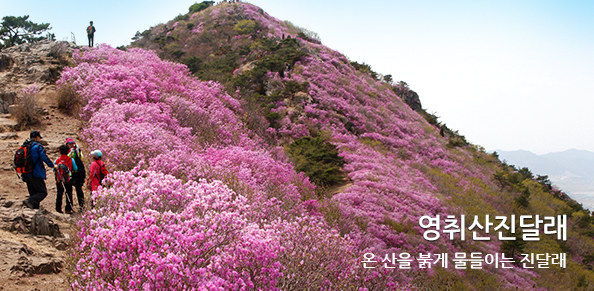 온 산을 붉게 물들이는 진달래 영취산 진달래