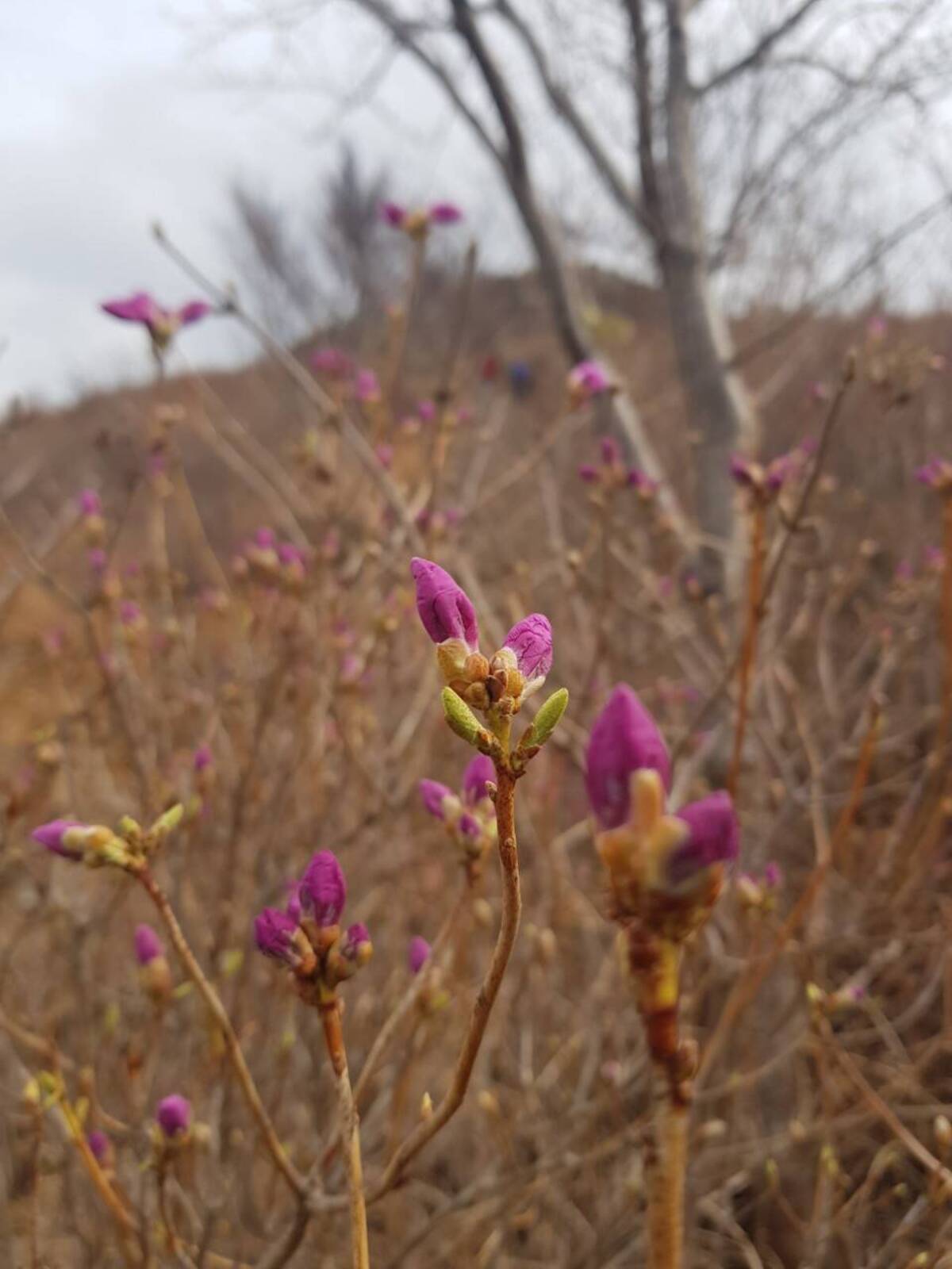 220320 진달래개화현황