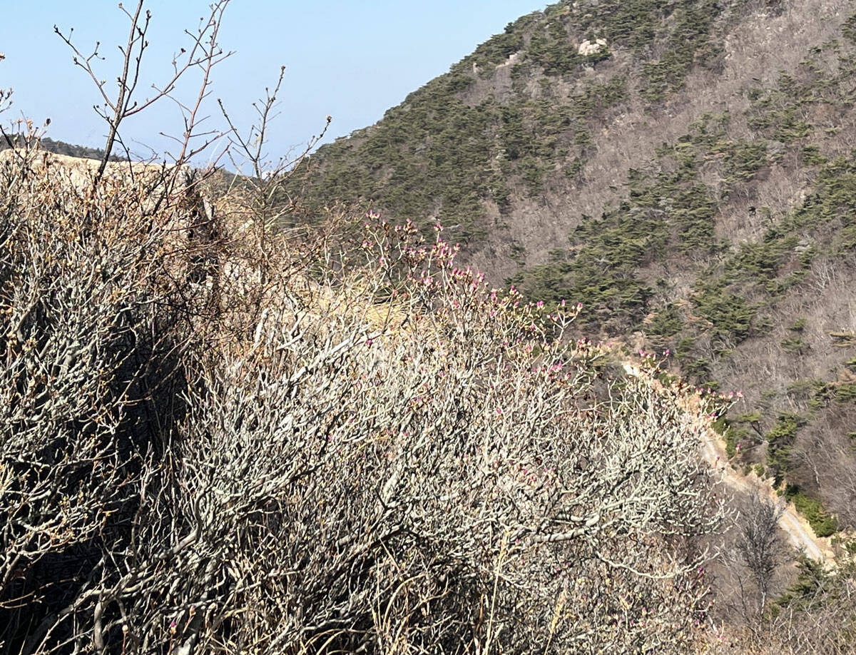 2023년 3월 14일 진달래 개화현황