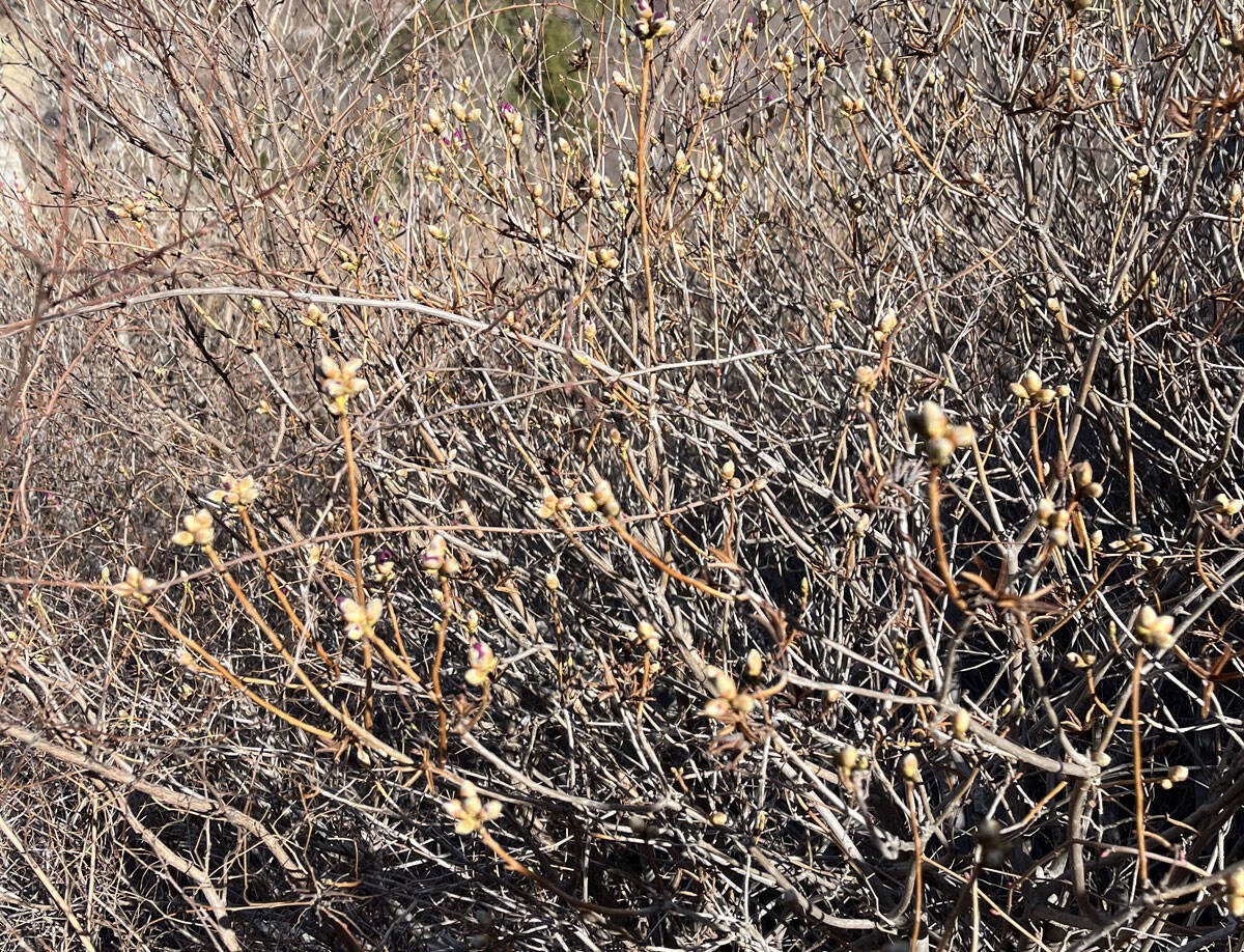 2023년 3월 14일 진달래 개화현황