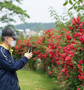 백만송이 백만송이 장미의 정원~여수 성산공원