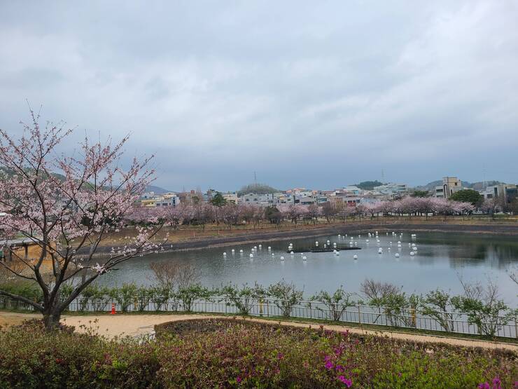 성산공원에 봄봄봄 봄이 왔어요~ 