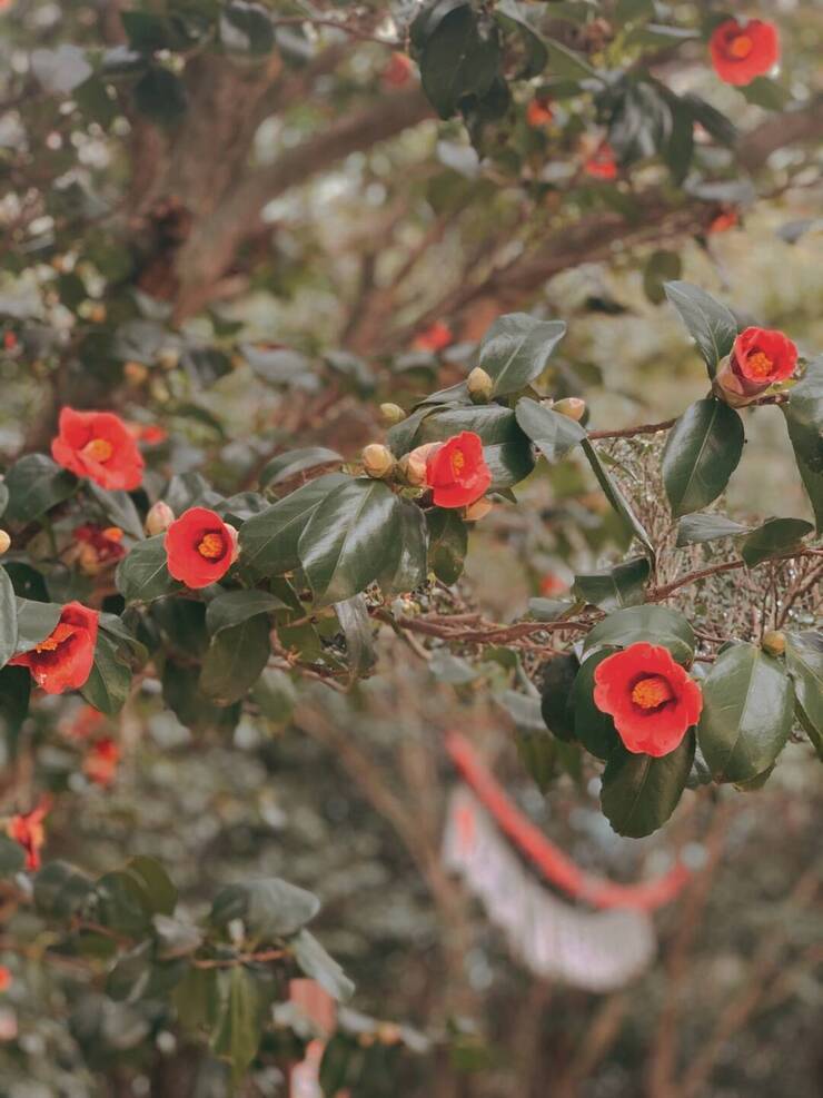 동백꽃 필 무렵, 여수 오동도에 다녀오다.