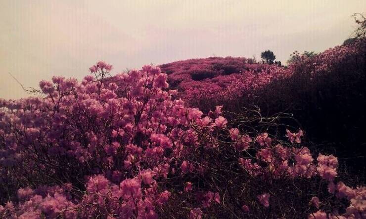 진달래 필 무렵, 여수 영취산에 다녀오다.