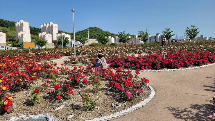 장미꽃 만개한 이순신공원