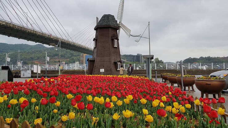 하멜전시관 앞 튤립 
