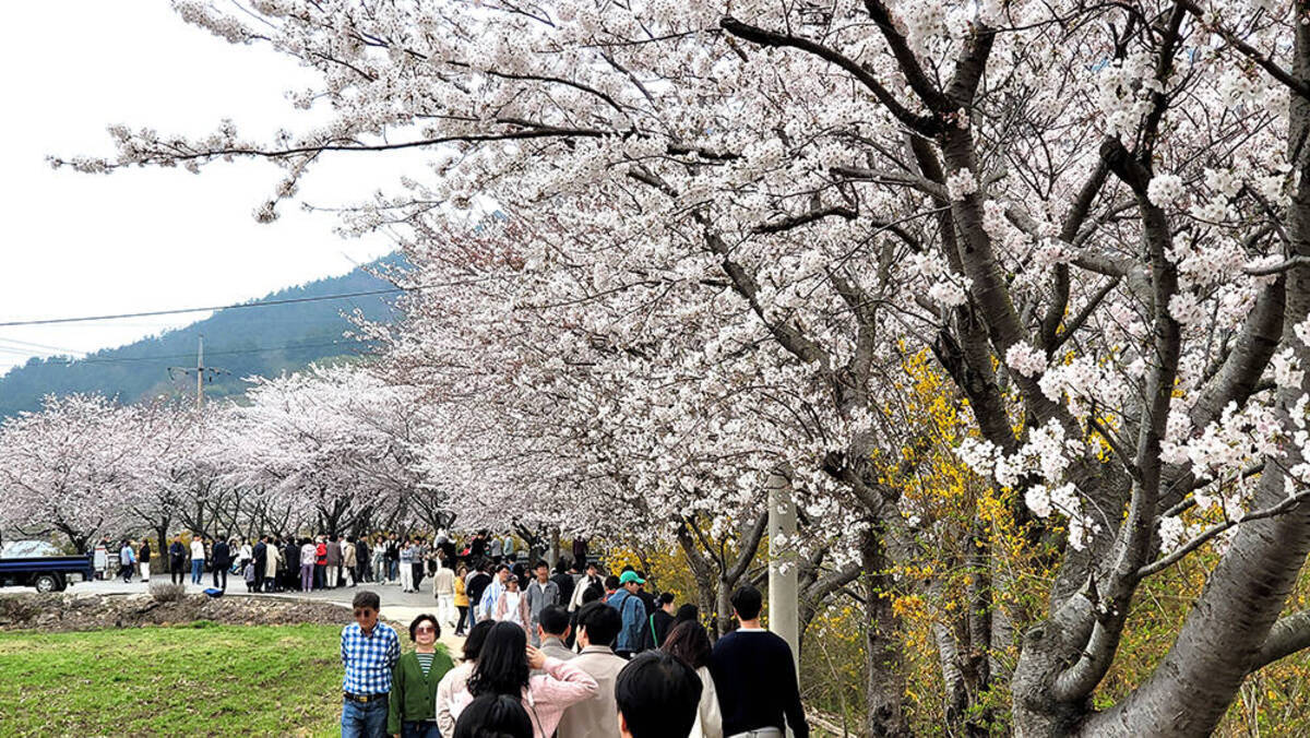 돌산도 승월마을 벚꽃