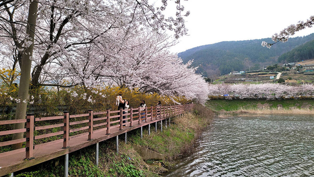 돌산도 승월마을 벚꽃