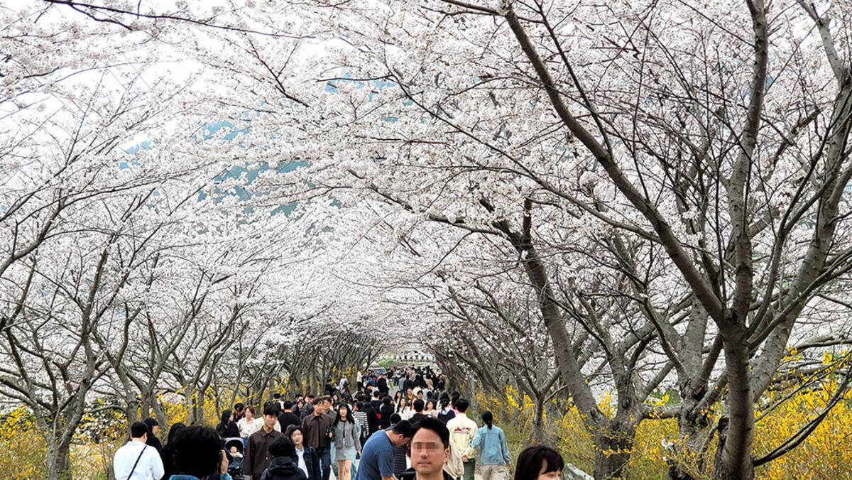 돌산도 승월마을 벚꽃