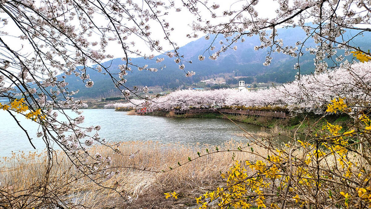 돌산도 승월마을 벚꽃