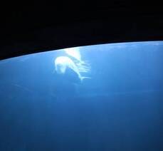 아쿠아플라넷::참물범 간식타임 /메인수조 피딩 즐기기