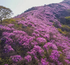 2022. 4. 7. 진달래 개화현황