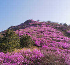 2022. 4. 7. 진달래 개화현황