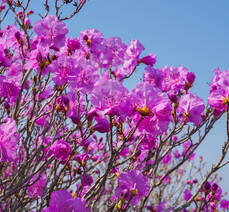 2022. 4. 7. 진달래 개화현황