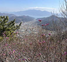 2023년 3월 14일 진달래 개화현황