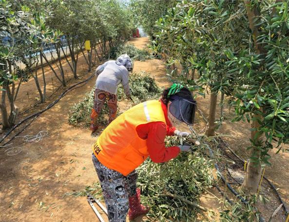 두 명의 작업자가 올리브 나무 사이에서 가지치기를 하고 있는 모습이다. 한 작업자는 주황색 조끼를 입고 있으며, 다른 작업자는 회색 옷을 입고 있다.